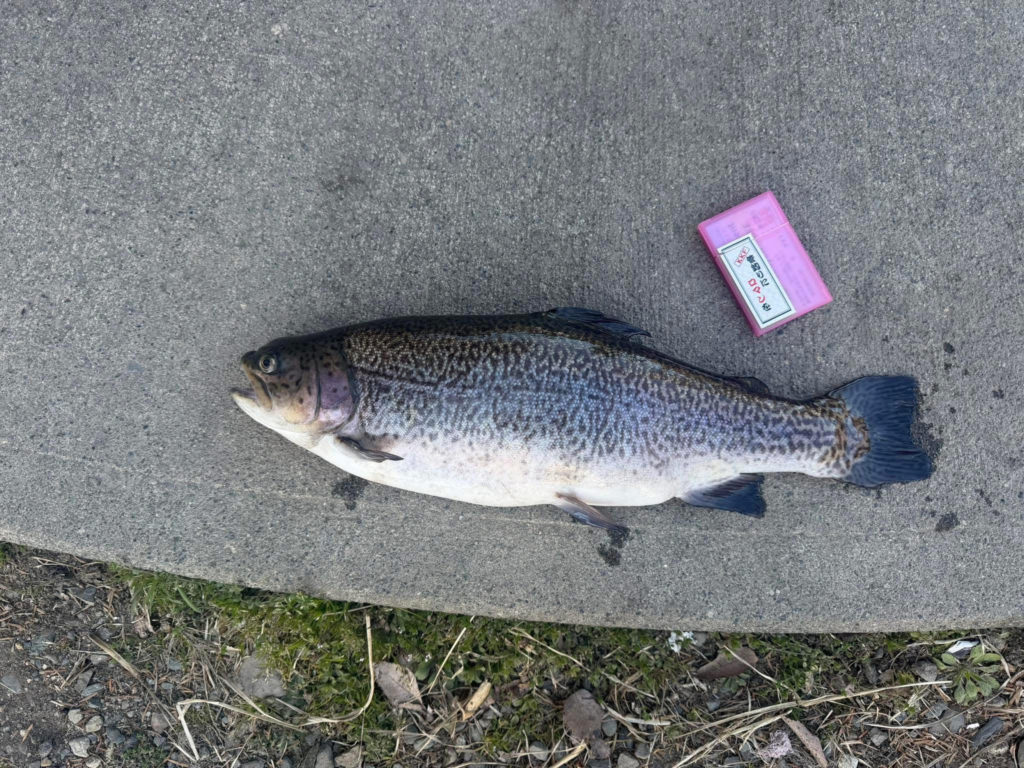 【驚ロック５３ｃｍ】全体