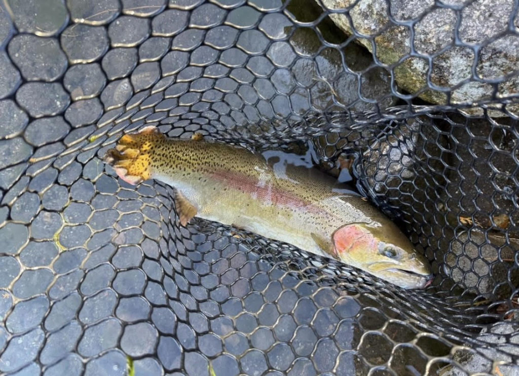 【頂鱒５５ｃｍ】全体