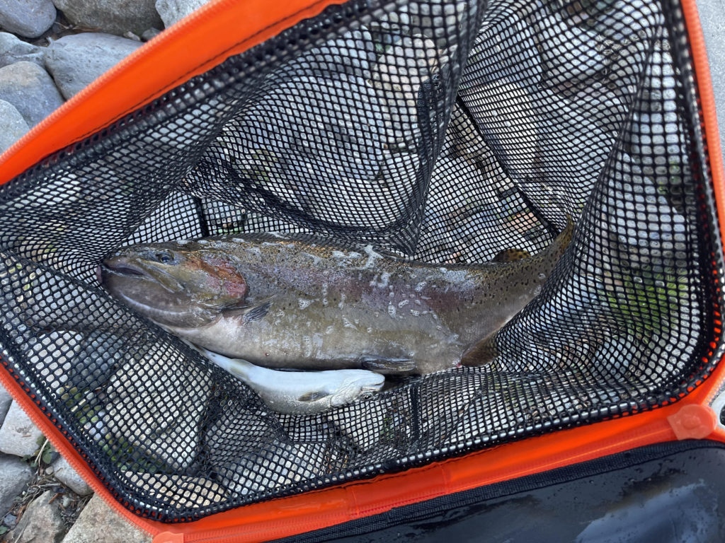 【頂鱒６０ｃｍ】全体