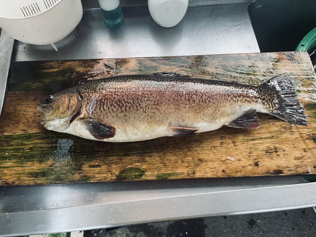 【驚ロック５３ｃｍ】全体