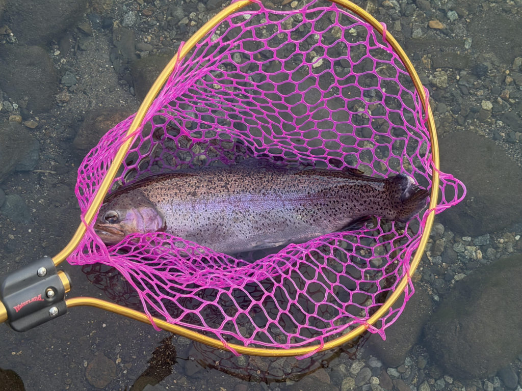 【頂鱒５７ｃｍ】全体