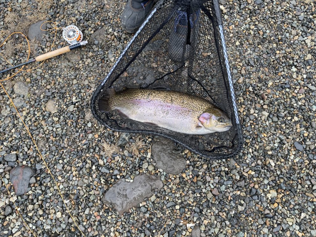 【頂鱒５８ｃｍ】全体