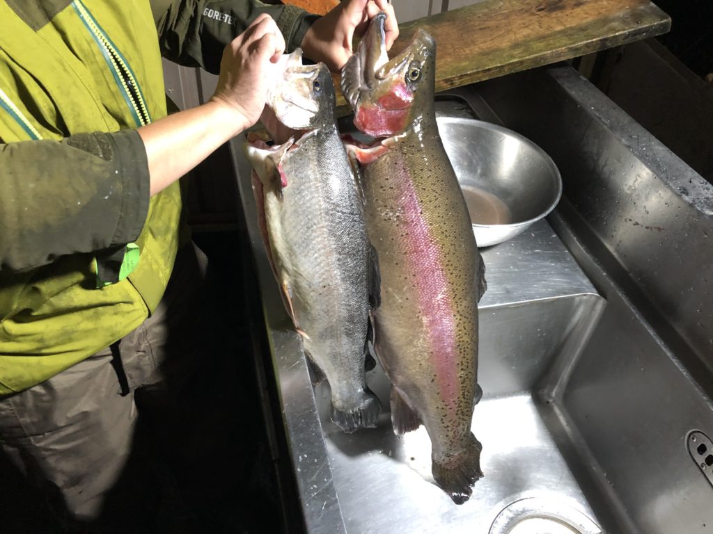 【頂鱒６３ｃｍ頂鱒５３ｃｍ】全体