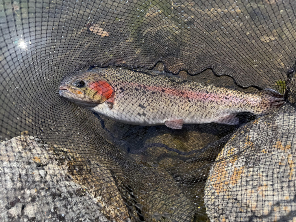 【頂鱒６０ｃｍ】全体