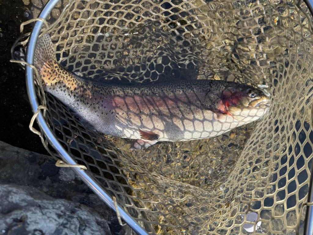 【頂鱒６０ｃｍ】全体