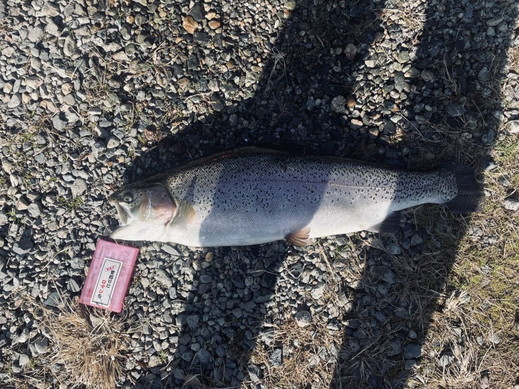 【頂鱒５９ｃｍ】全体