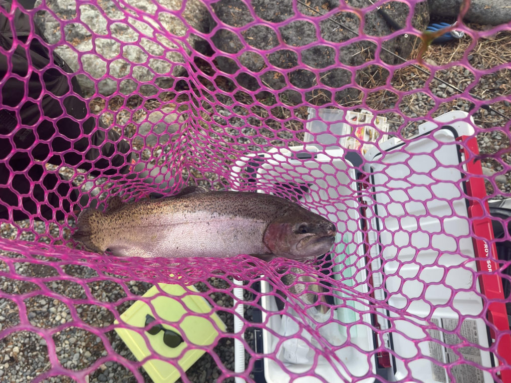 【頂鱒５８ｃｍ】全体