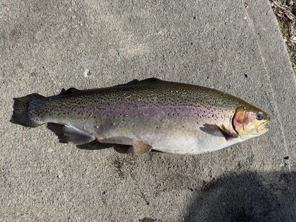 【頂鱒５８ｃｍ】全体