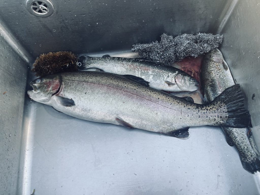 【頂鱒５６ｃｍ】全体