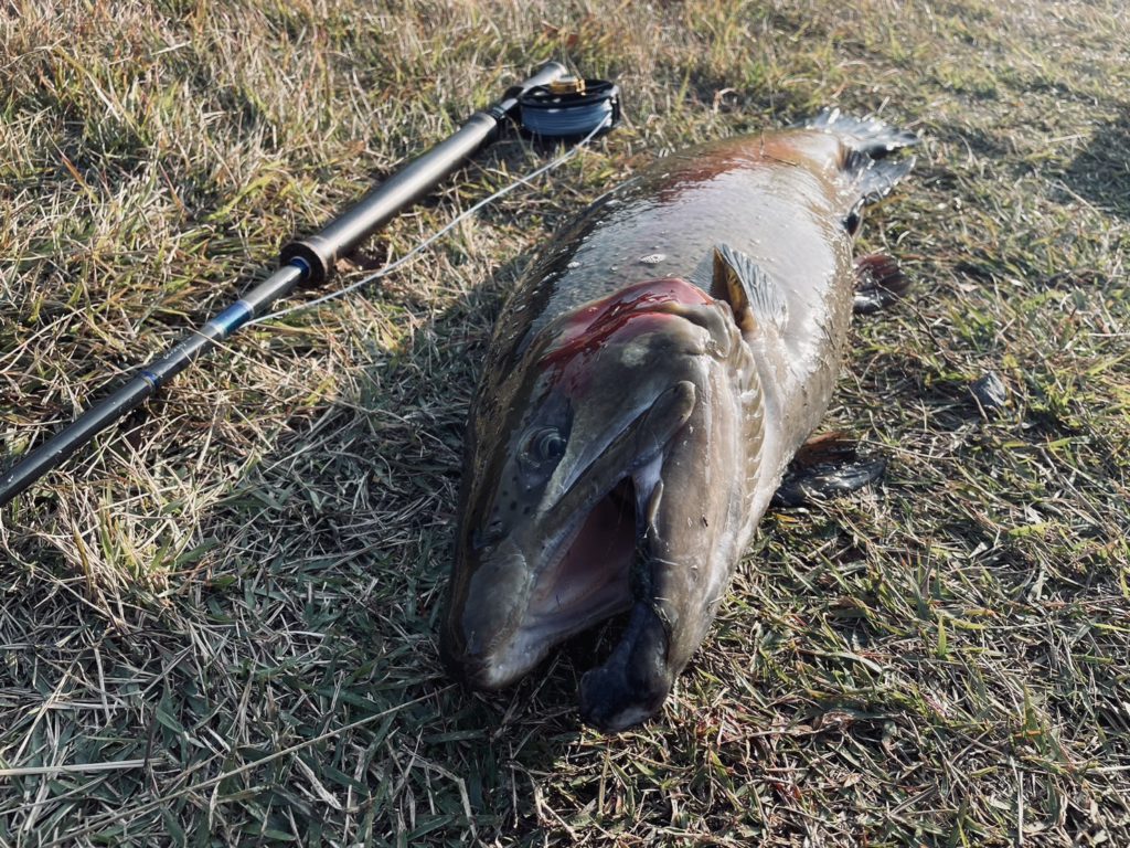 【頂鱒８４ｃｍ】全体