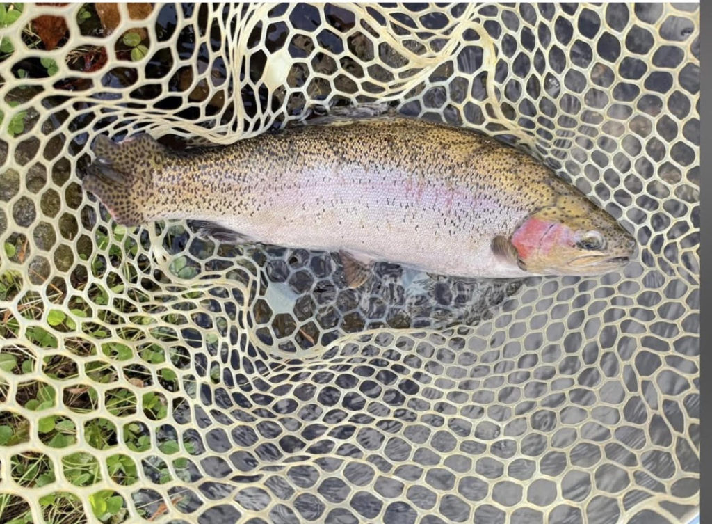 【頂鱒５２ｃｍ】全体