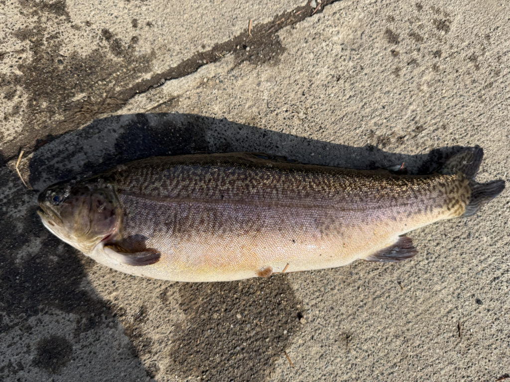 【驚ロック５０ｃｍ】全体