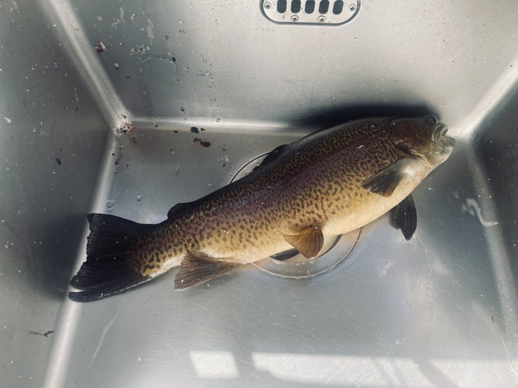 【驚ロック５５ｃｍ】全体