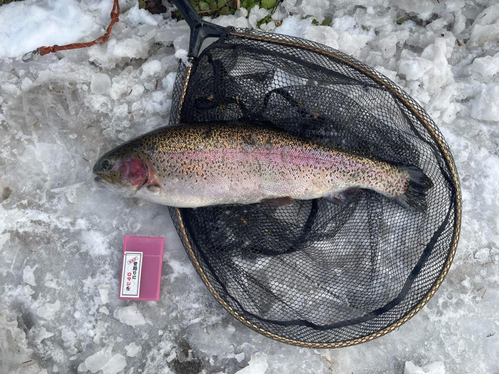 【頂鱒５７ｃｍ】全体