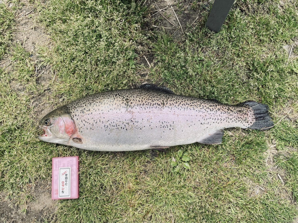 【頂鱒６２ｃｍ】全体