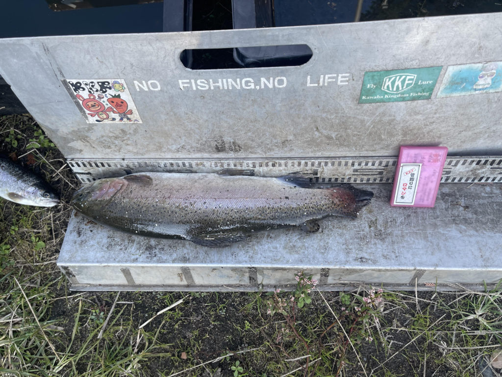 【頂鱒５０ｃｍ】全体