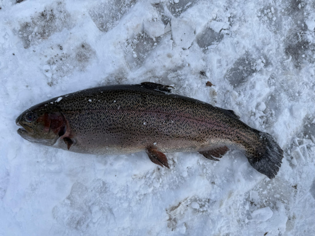 【頂鱒５８ｃｍ】全体