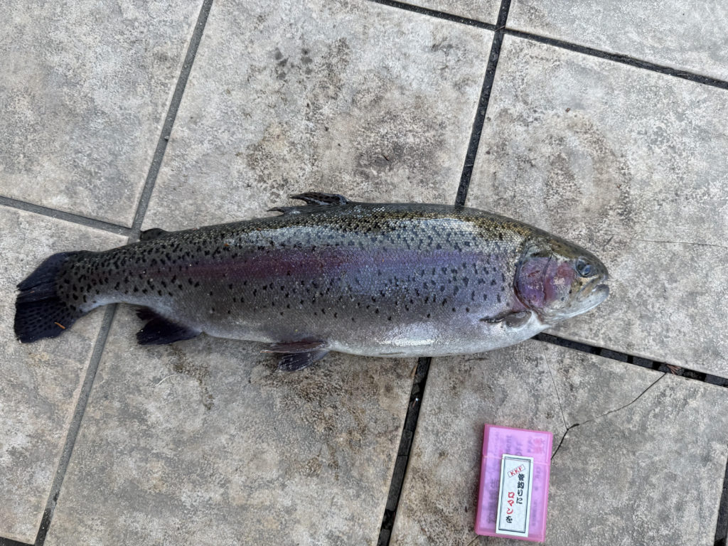 【頂鱒５９ｃｍ】全体