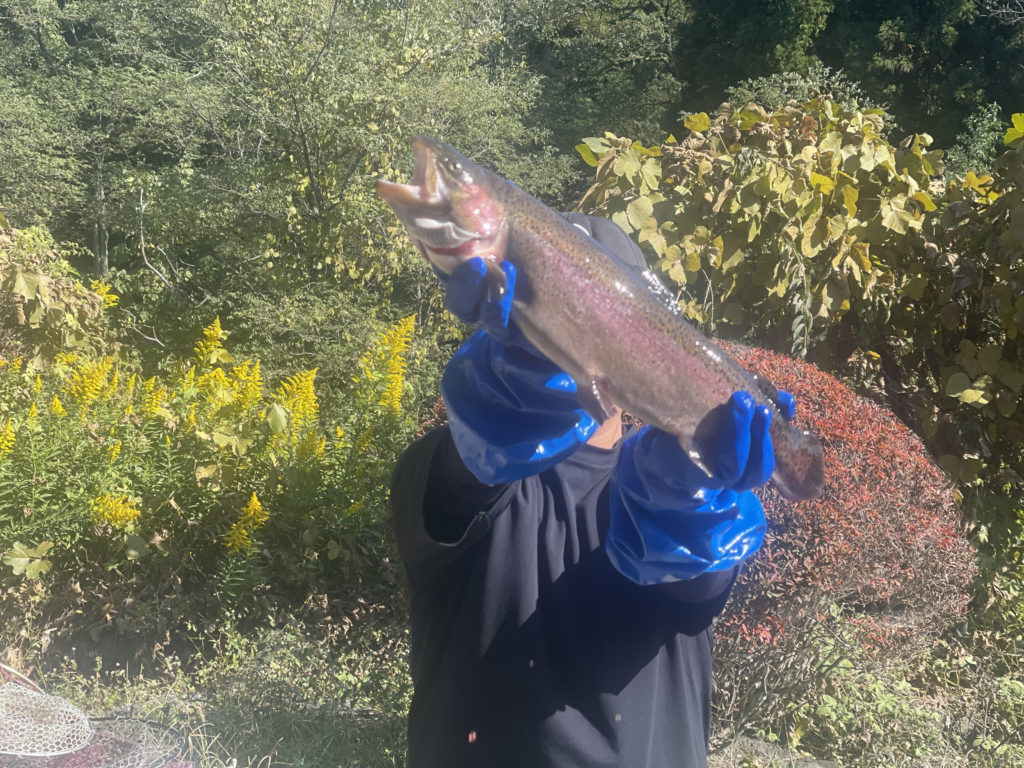 【頂鱒５０ｃｍ】全体