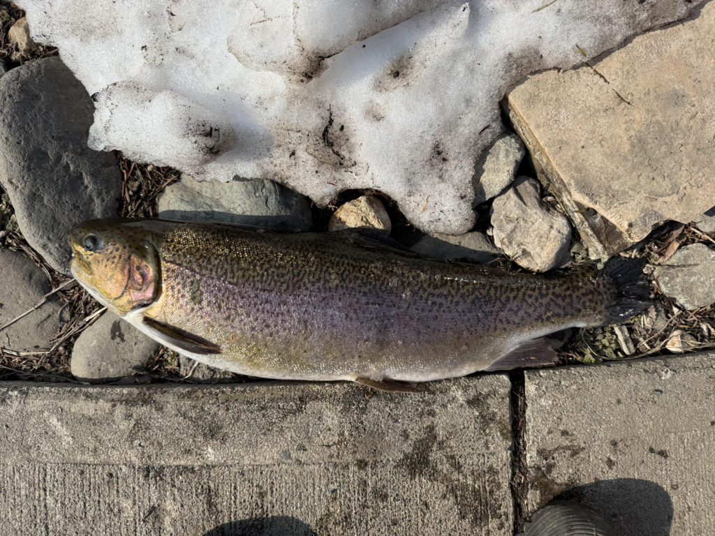 【驚ロック６４ｃｍ】全体