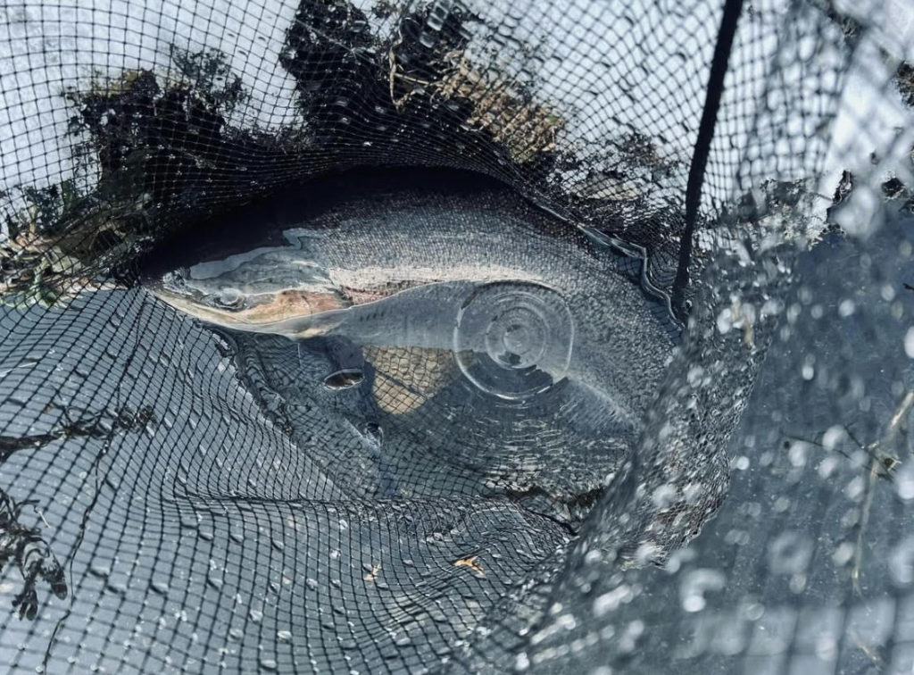 【驚ロック６０ｃｍ】全体