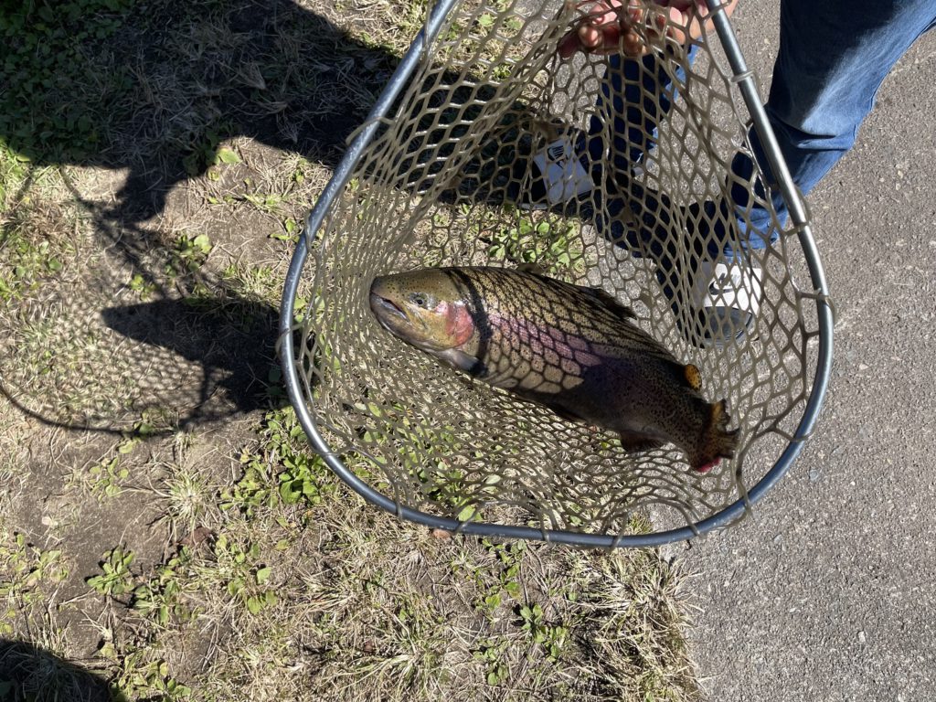 【頂鱒５３ｃｍ】全体
