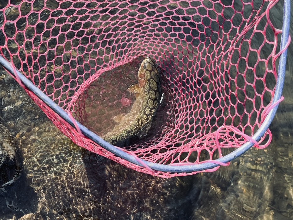 【頂鱒５０ｃｍ】全体