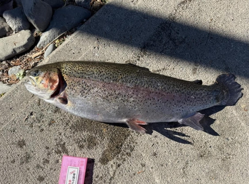 【頂鱒６３ｃｍ】全体