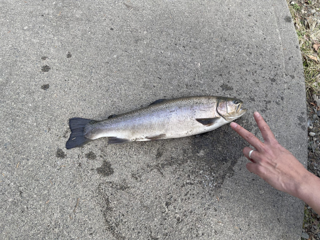 【驚ロック５７ｃｍ】全体