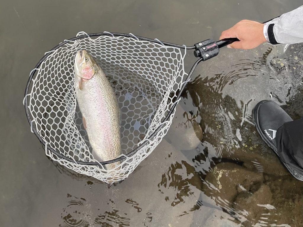 【頂鱒５４ｃｍ】全体