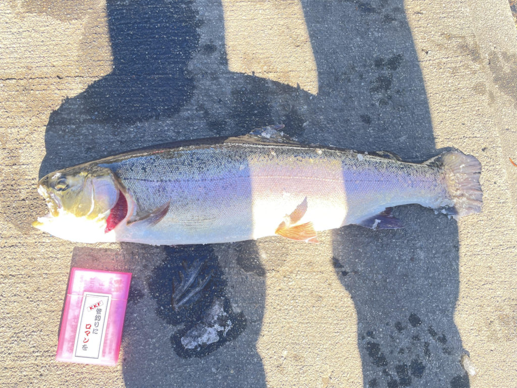 【驚ロック５４ｃｍ】全体