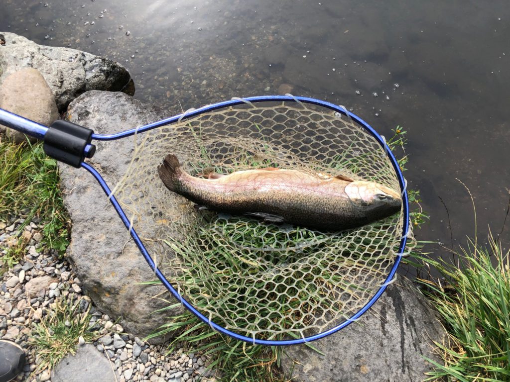 【ロックトラウト６２ｃｍ】全体