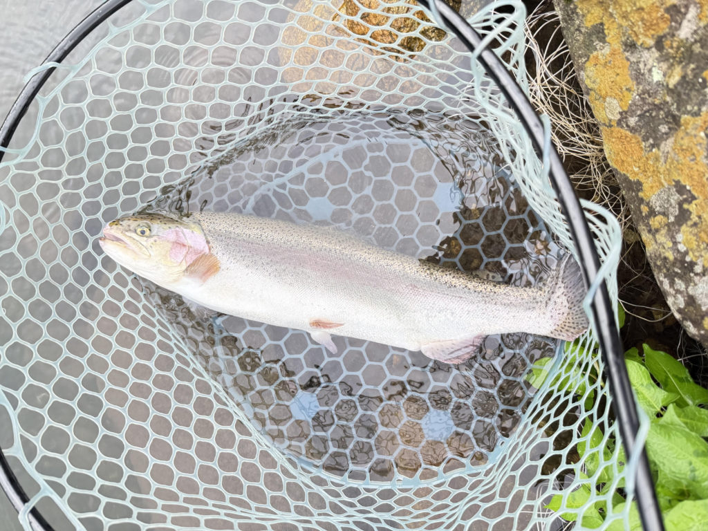 【頂鱒５６ｃｍ】全体