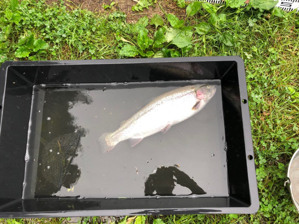 【頂鱒５５ｃｍ】全体