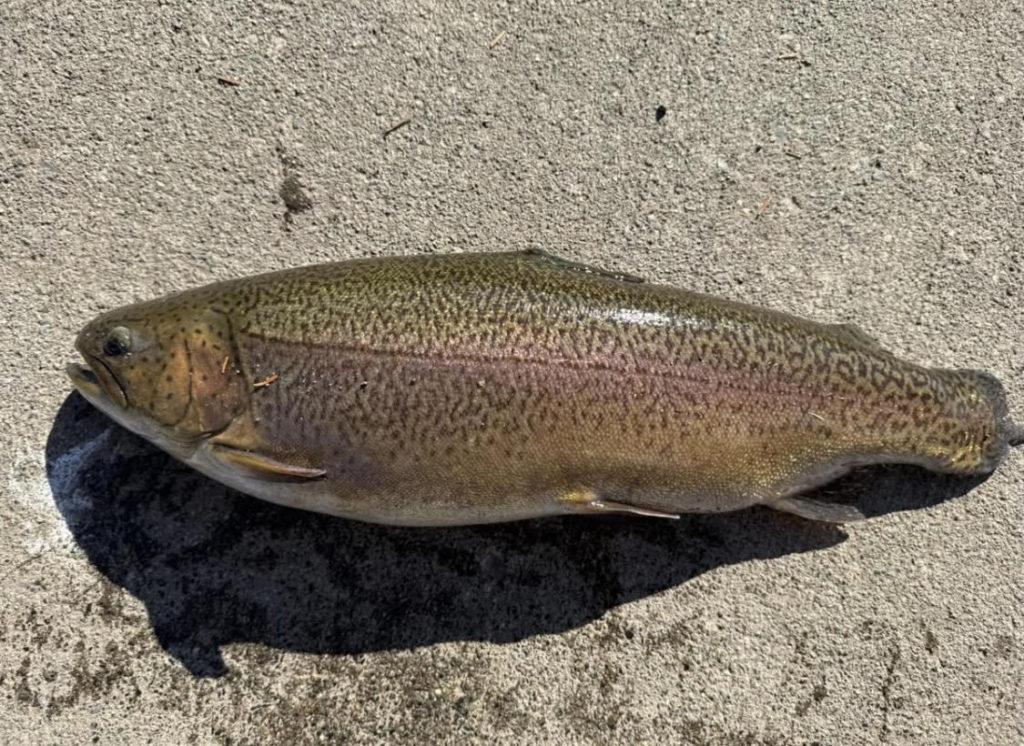 【驚ロック５７ｃｍ】全体