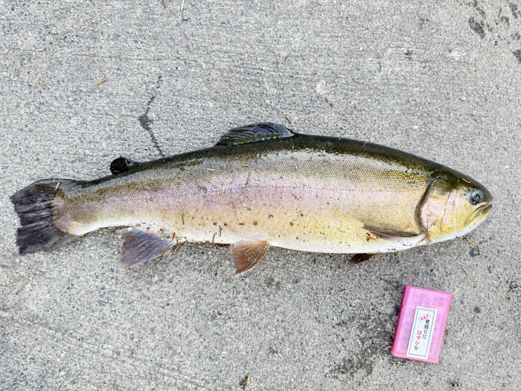 【驚ロック64cm】全体