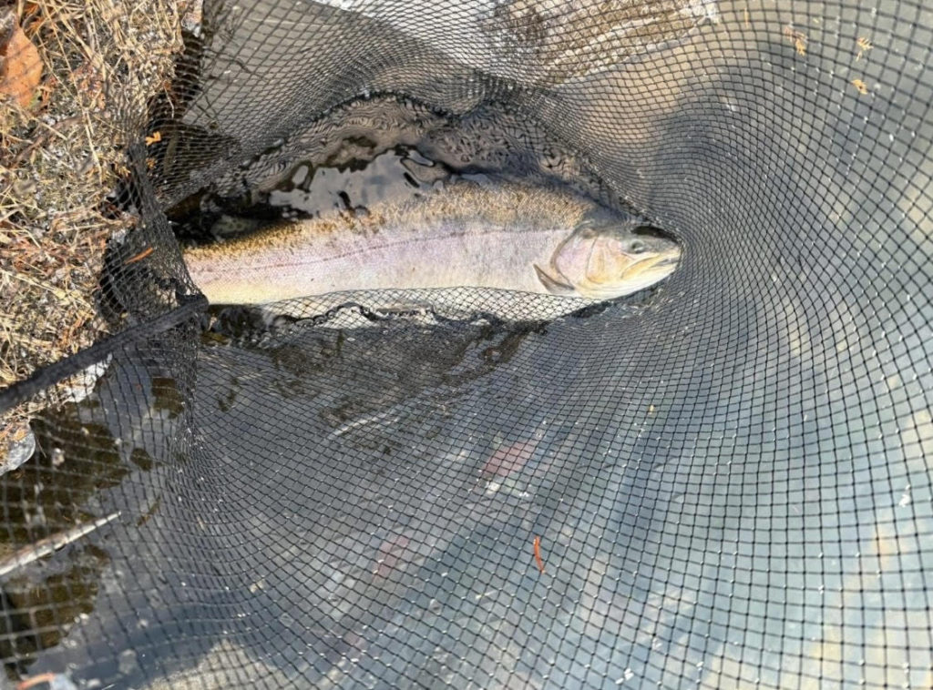 【驚ロック５６ｃｍ】全体