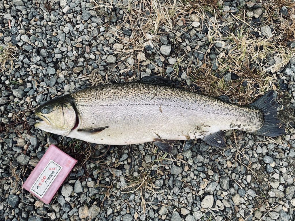 【驚ロック５４ｃｍ】全体