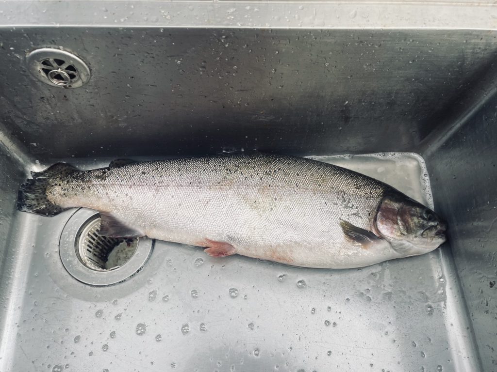 【頂鱒５５ｃｍ】全体