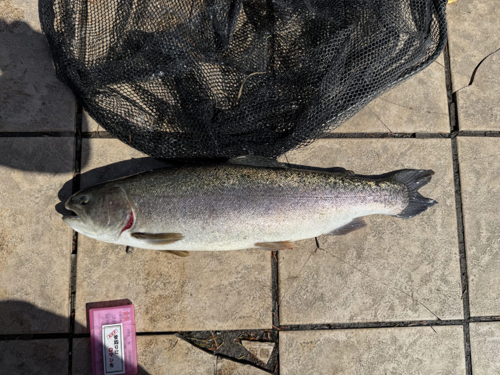 【驚ロック５９ｃｍ】全体