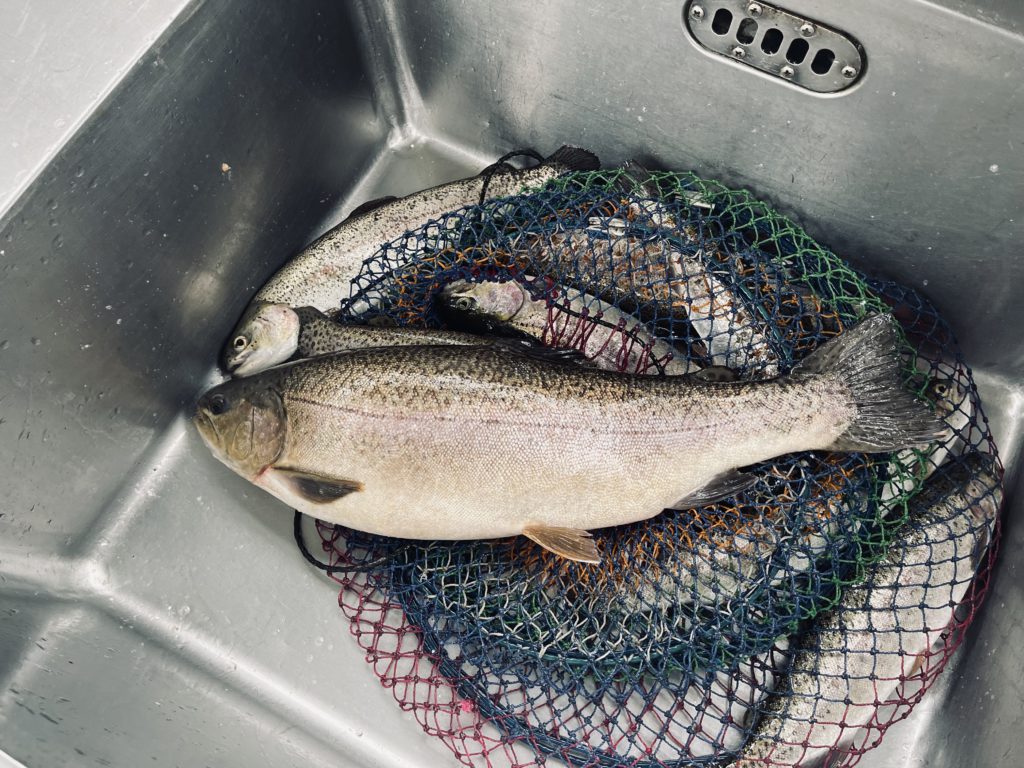 【驚ロック５４ｃｍ】全体