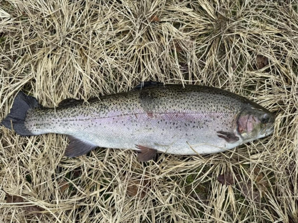 【頂鱒５９ｃｍ】全体