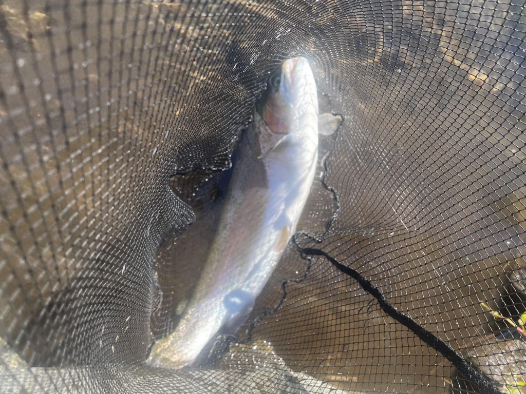 【頂鱒５２ｃｍ】全体