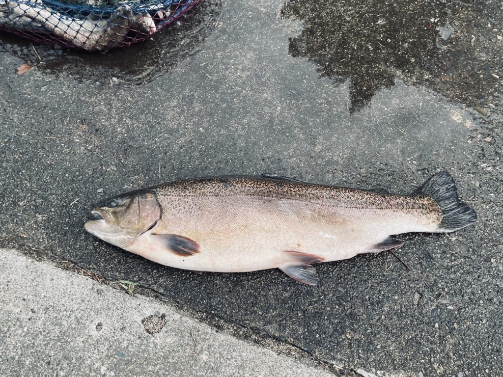 【驚ロック５８ｃｍ】全体