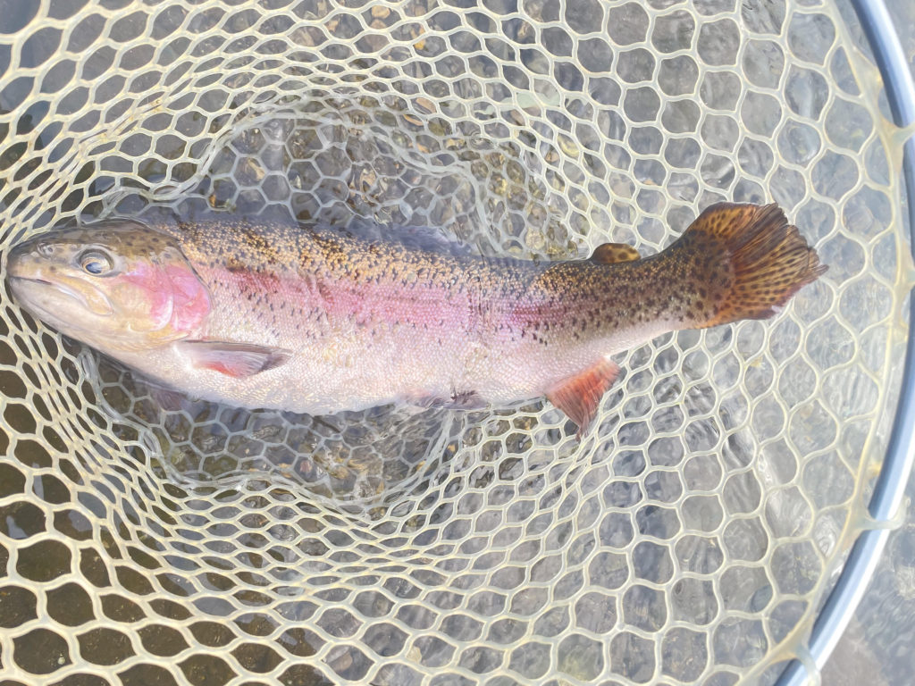 【頂鱒５３ｃｍ】全体