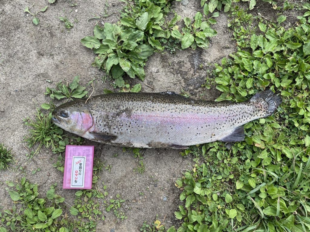 【頂鱒５５ｃｍ】全体