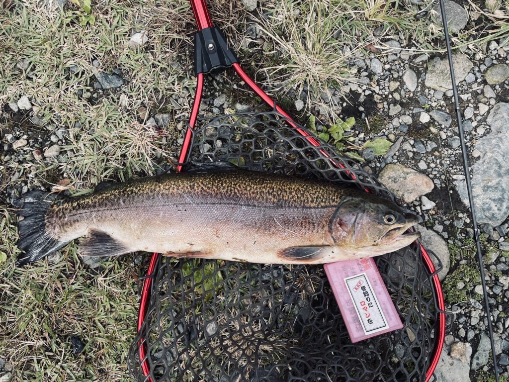 【驚ロック５６ｃｍ】全体