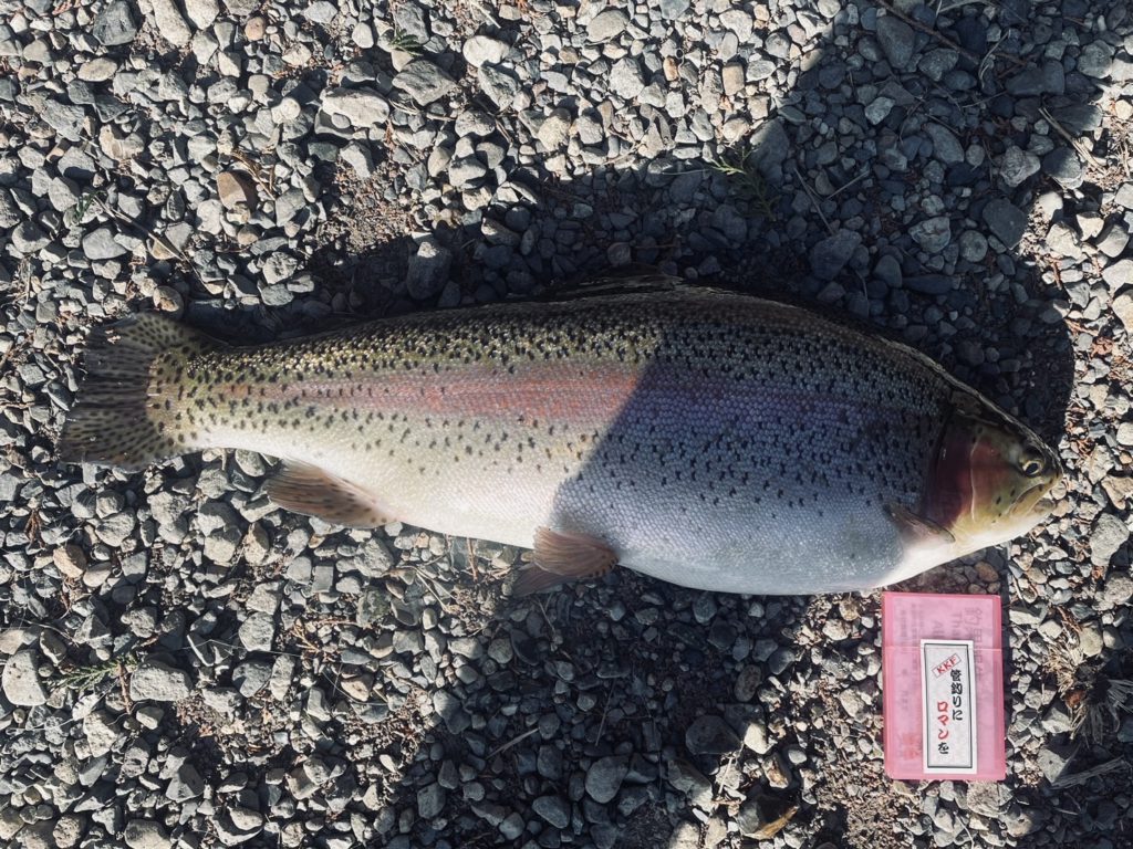 【頂鱒５７ｃｍ】全体