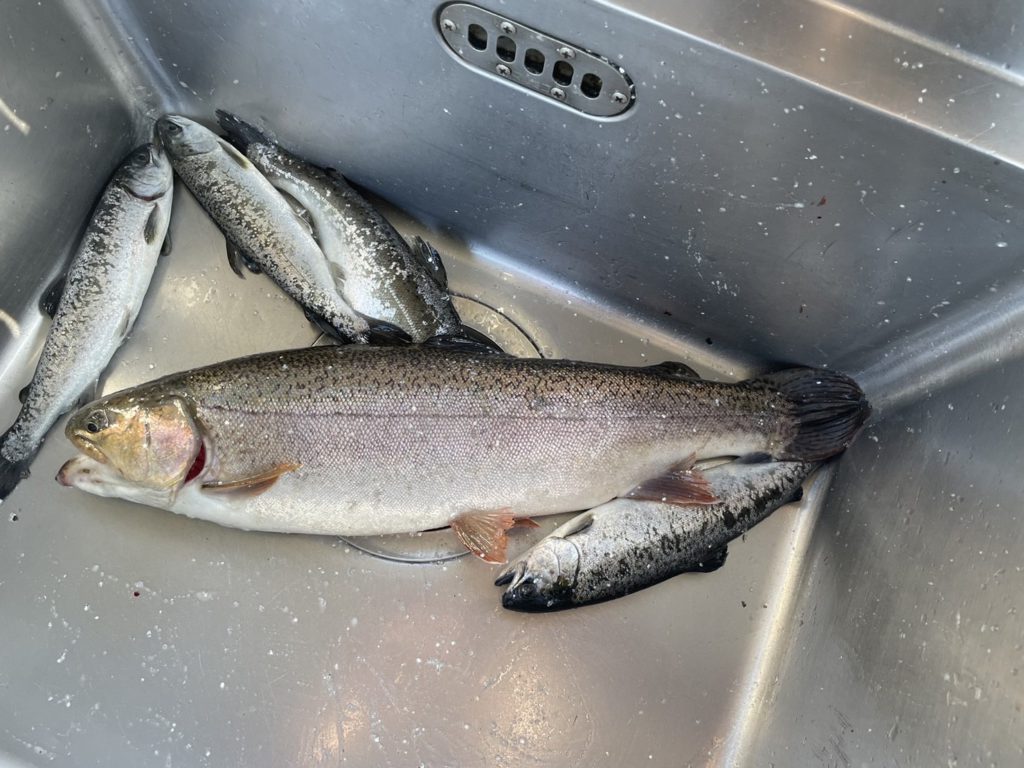 【驚ロック５４ｃｍ】全体