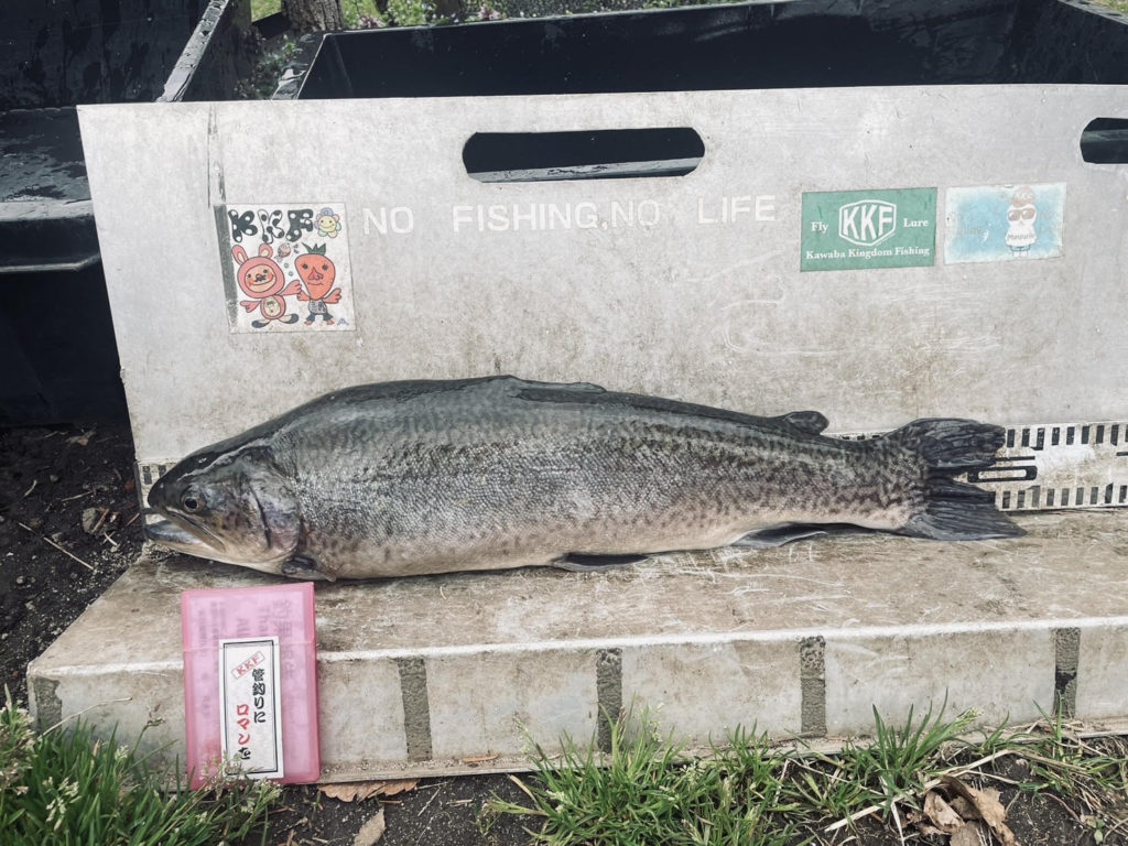 【驚ロック５６ｃｍ】全体